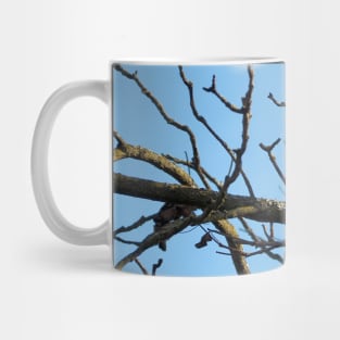 A Blue Jay Perched On a Tree Branch Mug